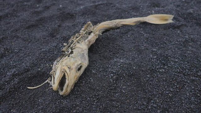Steady Close Shot of Fish Skeleton on the Sand of Reynisfjara Beach in Iceland