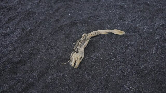 Fish Skeleton Lying on Black Sand on Reynisfjara Black Sand Beach in Iceland