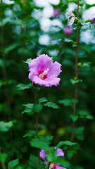 Obraz premium ピンクが凛々しいお花