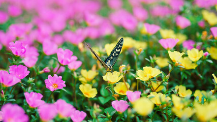 アゲハ蝶の休憩