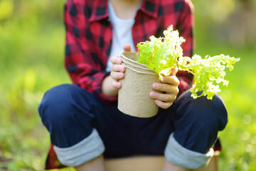 Little boy holding seedling of salad in pots on the domestic garden at summer sunny day. Gardening activity with little kid