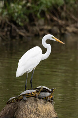 亀と共存する白鷺