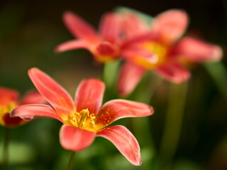 Fototapeta na wymiar red lily flower