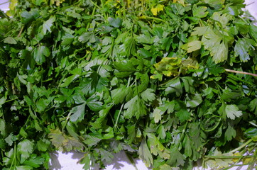 Parsley, spread out in a thick layer, is dried.