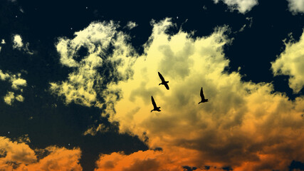 Beautiful evening sky with sunset and flying birds returning home