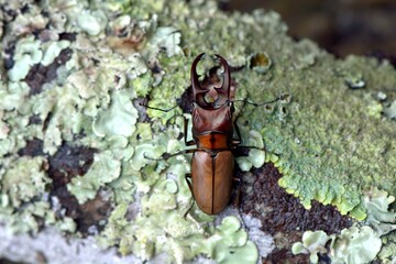 Gorgeous slim red stag beetle.Male(Cyclommatus asahinai)