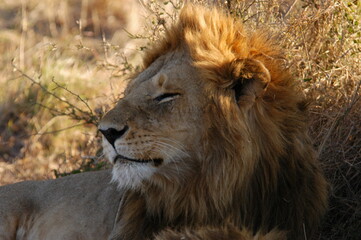 Obraz na płótnie Canvas Male lion living in Masai Mara, Kenya