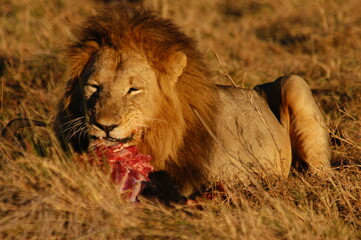 Male lion living in Masai Mara, Kenya