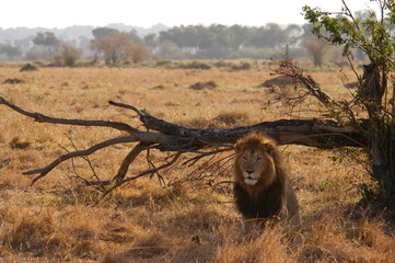 Male lion living in Masai Mara, Kenya