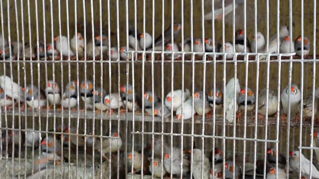 Zebra finch and white finch (CFW) birds of different colors are eating inside the cage in an unhealthy environment. 
