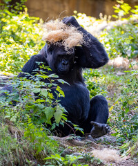 gorilla wig