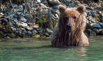 Bear chilling in water