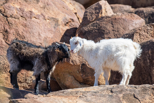 Wild Goats In Outback New South Wales, Australia.