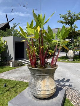 Water canna (Thalia geniculata L.) Alligator flag, arrowroot or Fire flag used for tropical garden decoration