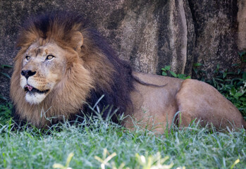 Obraz premium Lion