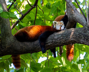 Red Panda zoo