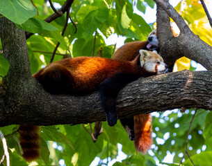 Obraz premium red panda