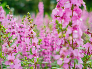 Close up shot of many Willowleaf Angelonia blossom