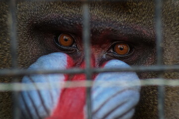 Photo portrait of an animal. A mandrill monkey in a cage. A male with a bright color. This large...