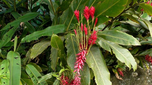 planta flor justicia vermelha - megaskepasma erythrochlamis 