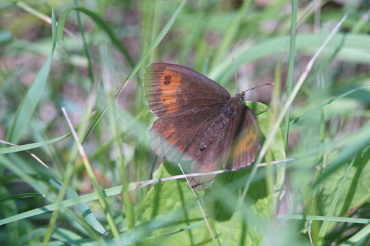 Photo of the velvet bowl butterfly. A butterfly rests sitting on meadow grasses. The velvety surface of the body and wings is gray-brown.