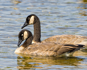 Canada Geese Photo and Image. Couple swimming in their environment and surrounding habitat, one bird eye closed with blur water background.