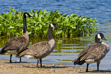 Canada Geese Photo and Image.  Three birds walking by the water displaying fluffy brown feather plumage wings in its environment and habitat surrounding with a foliage background.