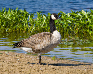 Canada Geese Photo and Image. Walking by the water displaying fluffy brown feather plumage wings in its environment and habitat surrounding with a foliage background.