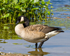 Canada Geese Photo and Image. Walking by the water displaying fluffy brown feather plumage wings in its environment and habitat surrounding with a foliage background.