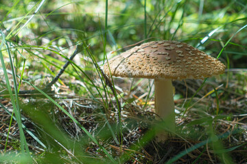 Mushroom in the mossy green grass in the forest on a sunny summer day