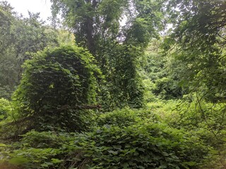 Fototapeta premium Forest bush
