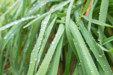 Fresh green grass with dew drops close up