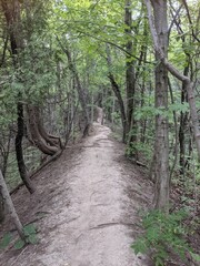 Obraz premium Secret path in the forest