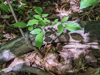 Leaf shadow in the forest