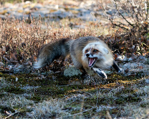 Red Fox Photo Stock. Mad look, displaying open mouth, teeth, ears behind its head with a bushy tail in its environment and habitat with foliage and moss. Fox Image. Picture. Portrait.