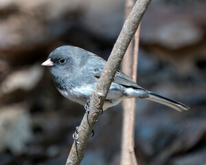 Junco Dark-eyed Photo. Perched on a branch displaying grey feather plumage, head, eye, beak, feet, with a blur background in its environment and habitat. Image. Picture. Portrait.