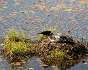 Common Loon Photo. Looking towards the sky on its nest with marsh grasses, mud, water lily pads in its wetland environment and habitat. Loon on Nest. Loon in Wetland. Loon Image. Picture. Portrait. 