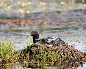 Common Loon Photo. Sitting and guarding the nest in the marsh water with blur background in its environment and habitat surrounding. Image. Picture. Portrait.