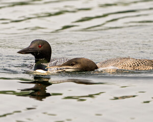 Common Loon Photo. Loon with young immature baby loon in its growing phase swimming in their environment and habitat surrounding. Picture. Portrait. Image.