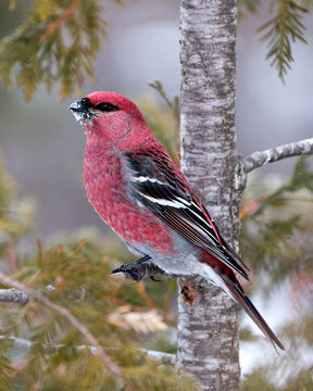Pine Grosbeak Stock Photo and Image.  Male close-up profile view, perched  with a blur background in its environment and habitat. Image. Picture. Portrait.