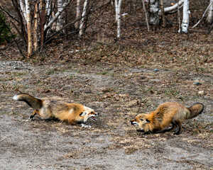 Red Fox Photo Stock. Fox Image. Couple interacting with birch trees background in the springtime displaying open mouth, teeth, tongue, fox tail, fur, in their habitat . Picture. Portrait. 
