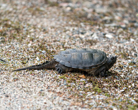 Snapping Turtle Stock Photo and Image. Close-up profile view walking on gravel in its environment and habitat surrounding displaying dragon tail, turtle shell. Turtle Picture. Portrait. Image.