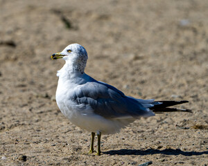 Seagull Stock Photo and Image. Close-up profile view standing in the sand in its environment and habitat surrounding with a blur sand background.