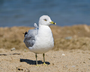 Seagull Stock Photo and Image. Close-up profile view standing in sand by with blur water background in its environment and habitat surrounding.