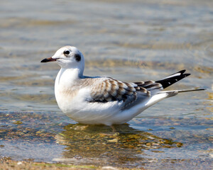 Seagull Stock Photo and Image. Close-up profile view swimming in the water with ripple water and background in its environment and habitat surrounding. Different seagull.
