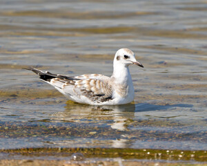 Seagull Stock Photo and Image. Close-up profile view swimming in the water with ripple water and background in its environment and habitat surrounding..
