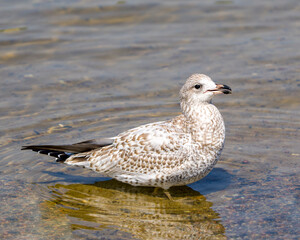 Seagull Stock Photo and Image. Close-up profile view swimming in the water with ripple water and background in its environment and habitat surrounding..