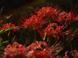 彼岸花が咲く風景