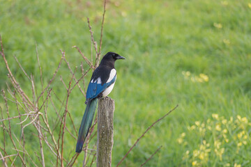 bird Eurasian magpie perched on a wooden post outdoors pica pica