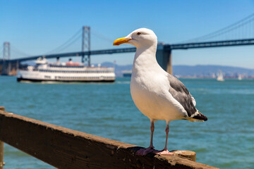 Fototapeta na wymiar Oakland Bay Bridge in San Francisco